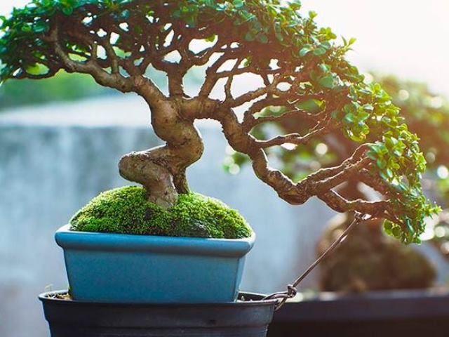 Bonsai Cuidados y Mantenimiento