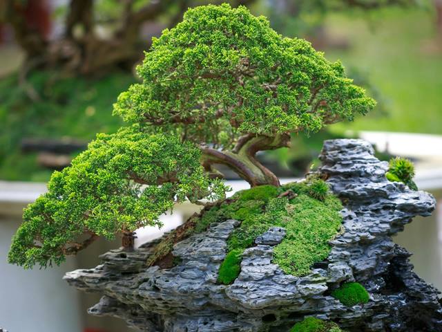 Bonsai de Jade