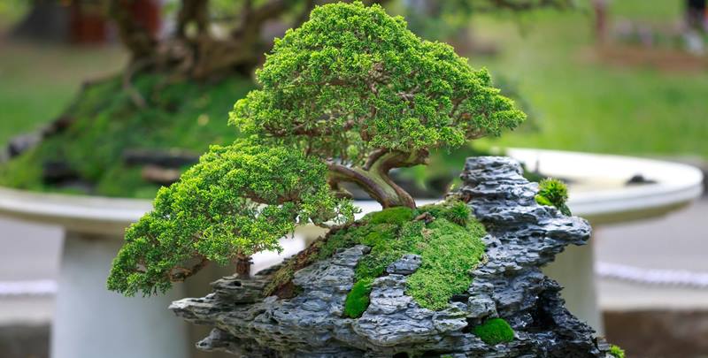 bonsai de jade