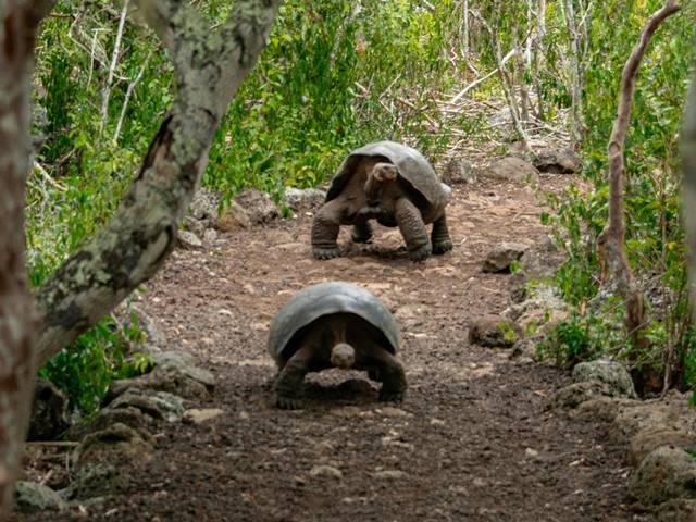 Casa para Tortugas de Tierra