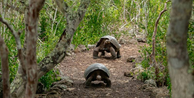 Casa para Tortugas de Tierra