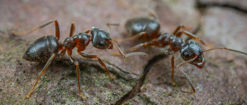 Cómo crear tu propia Granja de Hormigas