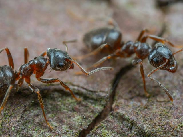 Cómo crear tu propia Granja de Hormigas