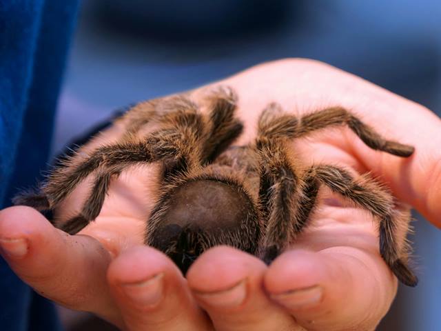 Cómo son las tarántulas como mascotas