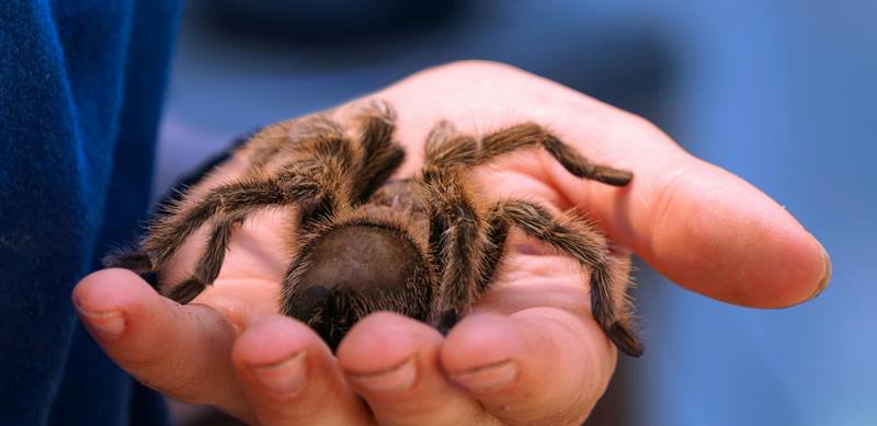 Cómo son las tarántulas como mascotas