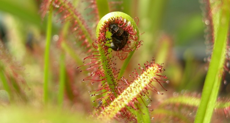 De que se Alimentan las Plantas Carnívoras