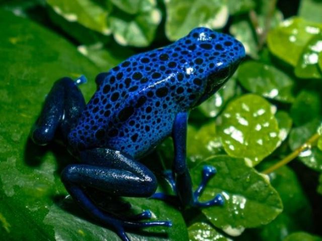 terrario para Dendrobates