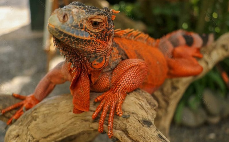 Iguanas Rojas