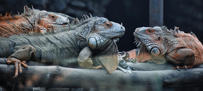 tres iguanas en un terrario