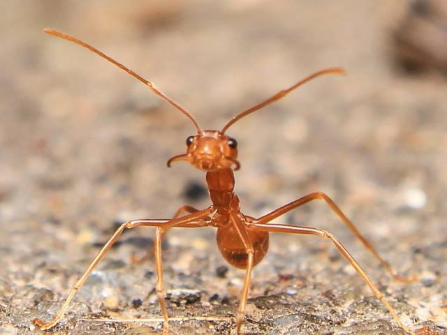 Insectos para Terrario