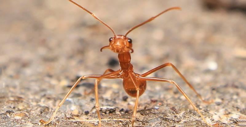 Insectos para Terrario