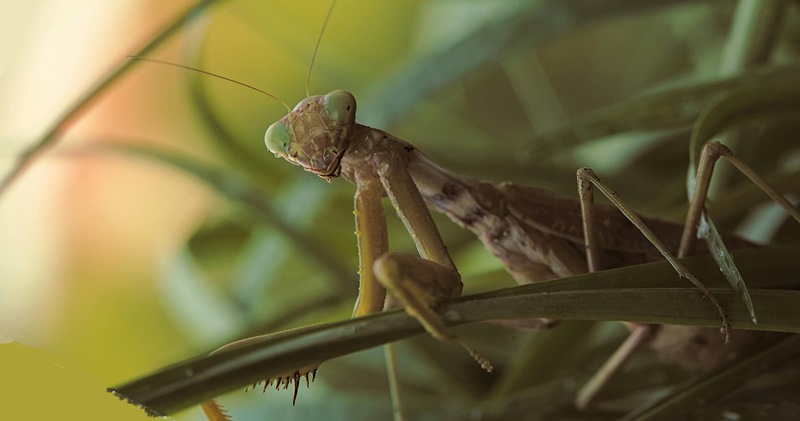 Mantis Religiosa Gigante