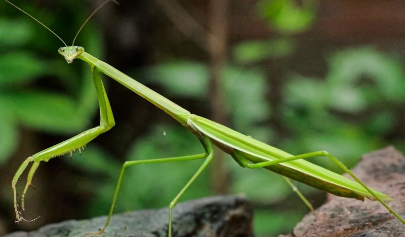 mantis religiosa en terrario