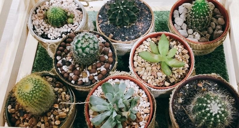 Mini Terrario de Cactus