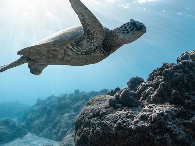 ¿Cuál es el Precio de las Tortugas de Agua?