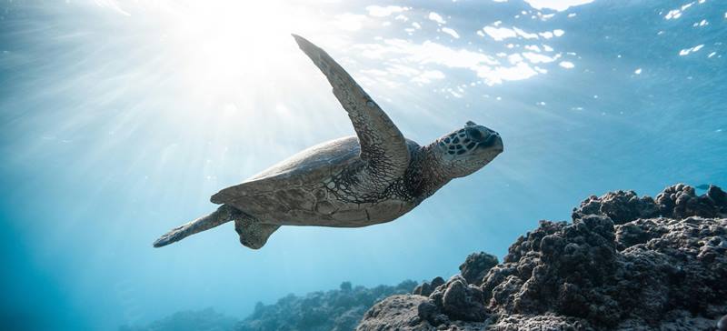 Tortugas de Agua