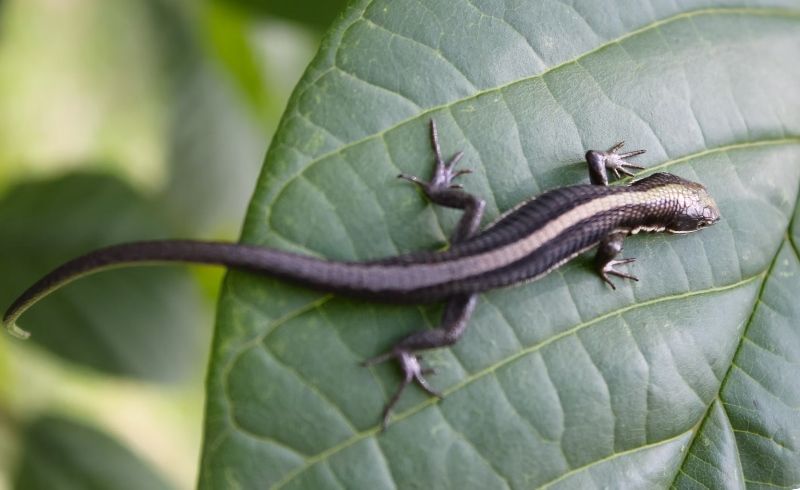 Salamandra en terrario