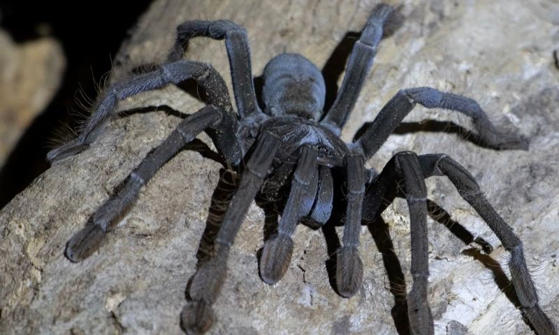 Terrarios para Tarantulas