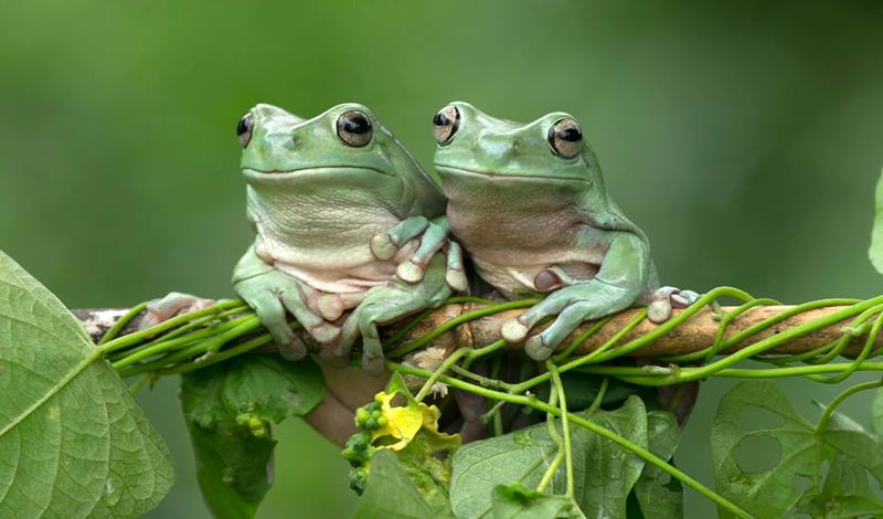 Terrario para Anfibios