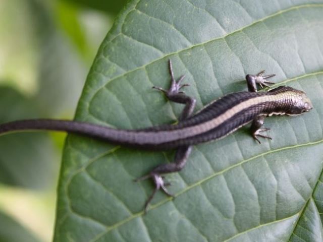 Terrario para Salamandra