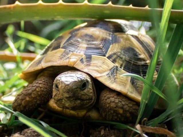 Terrario para Tortugas de Tierra