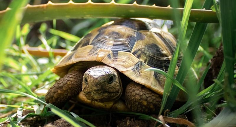 tortuga de tierra