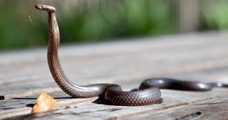 serpiente en terrario