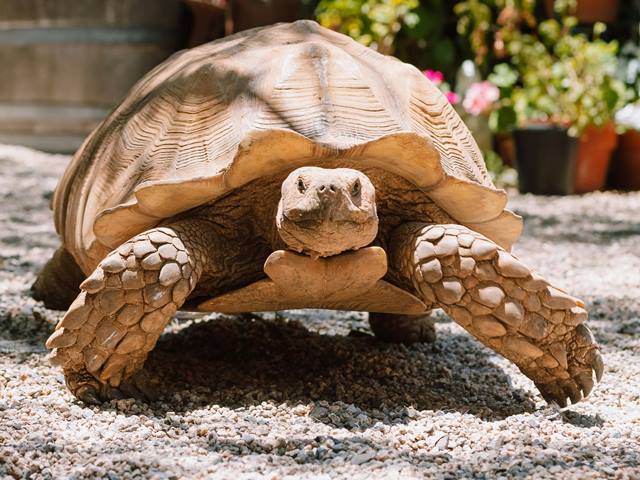 Tortuga Sulcata