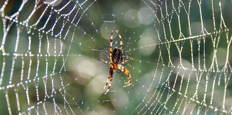 araña en terrario