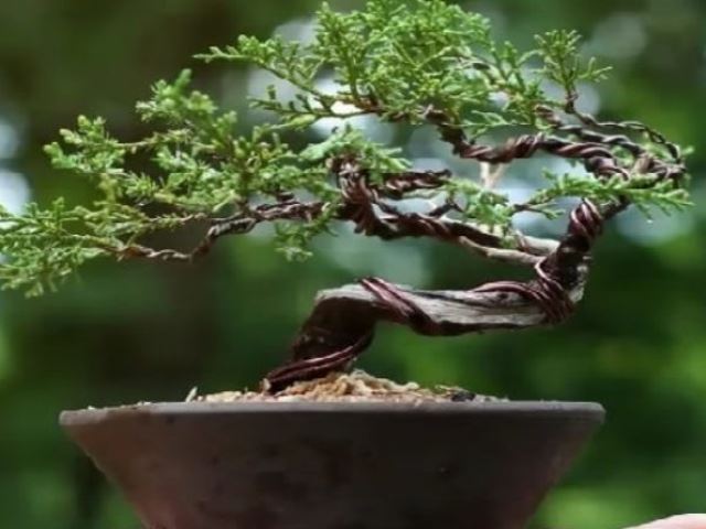 Terrario con Bonsai