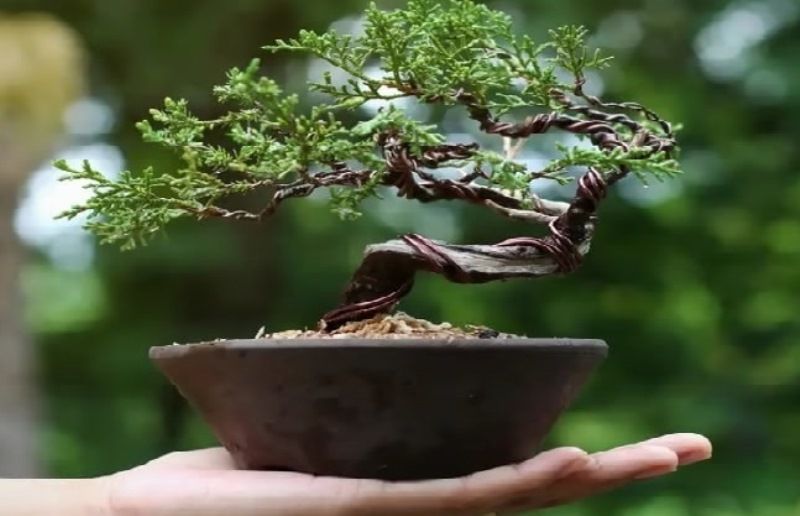 terrario con bonsai