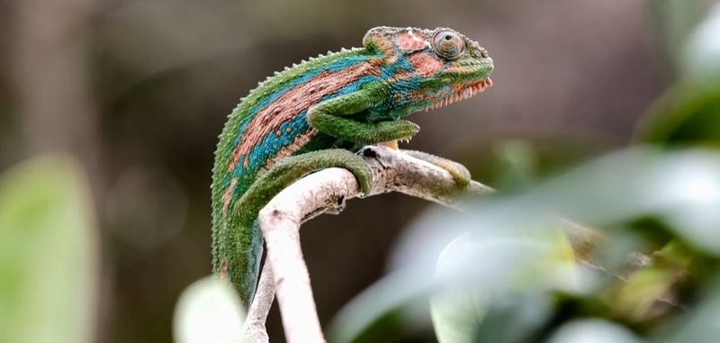 camaleón en terrario