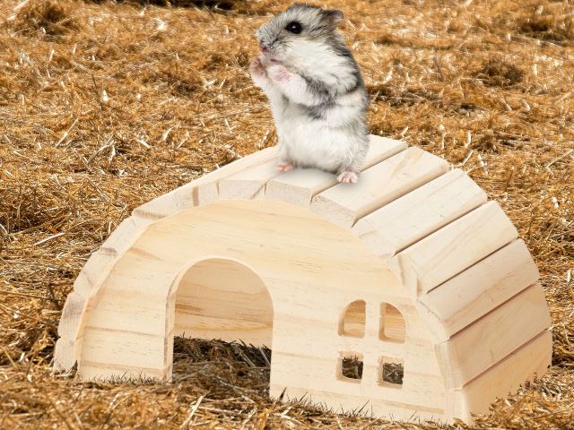 casa para Hamster