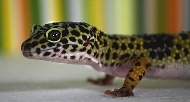 gecko leopardo en terrario