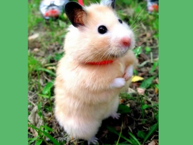 Hamster Peludos