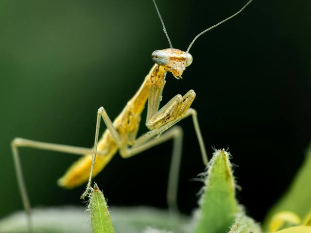 mantis religiosa gigante