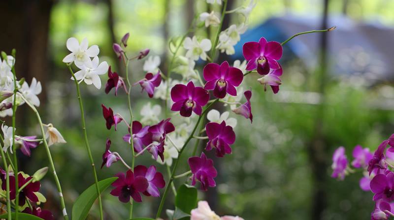 precio de orquídeas naturales