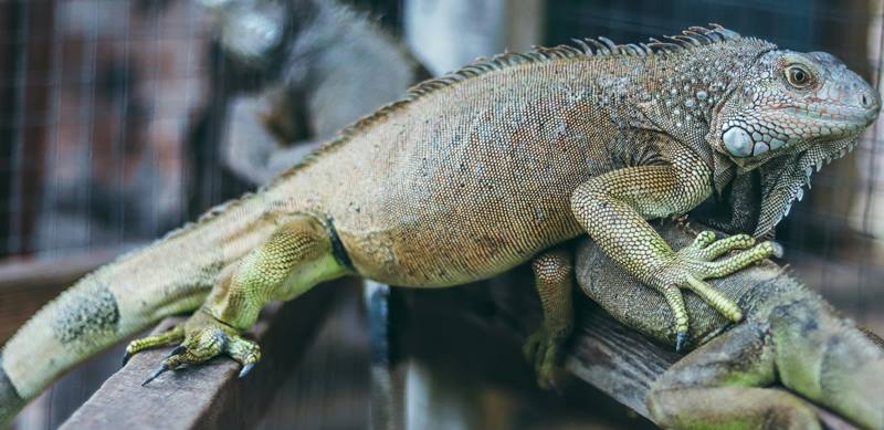 Iguanas Adultas