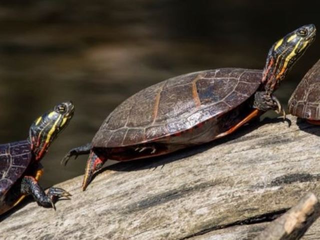 Terrario para Tortugas de Tierra