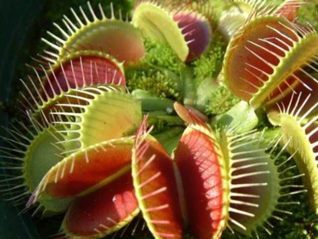 Terrario de Plantas Carnívoras