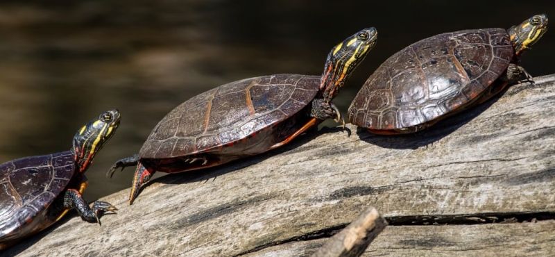 tortugas acuaticas