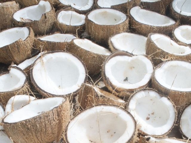 Fibra de Coco para Plantas