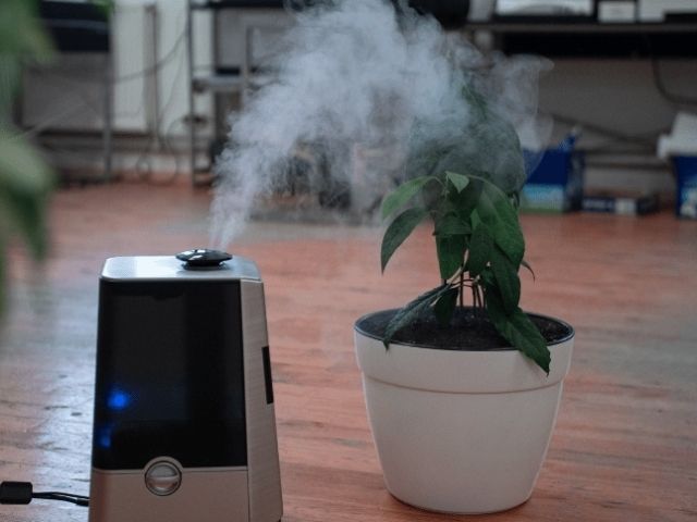 Humidificador para Terrario