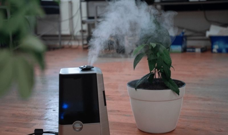 Humidificador para Terrario