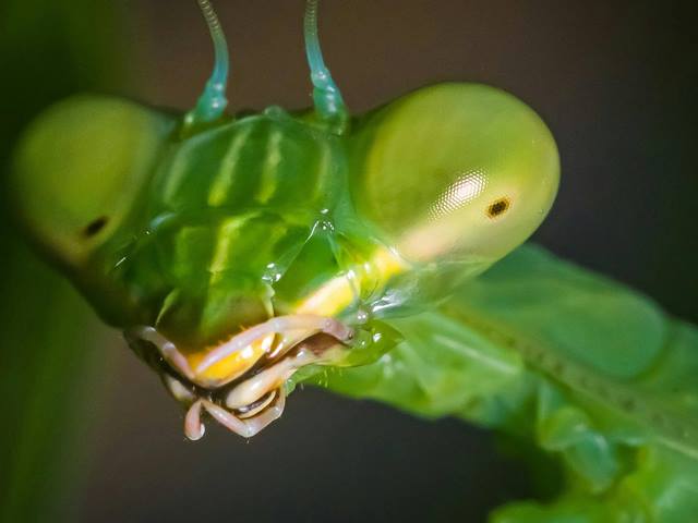 ¿Qué comen las mantis religiosas?