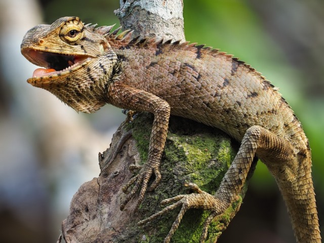 ¿Cuánto cuestan las Iguanas?