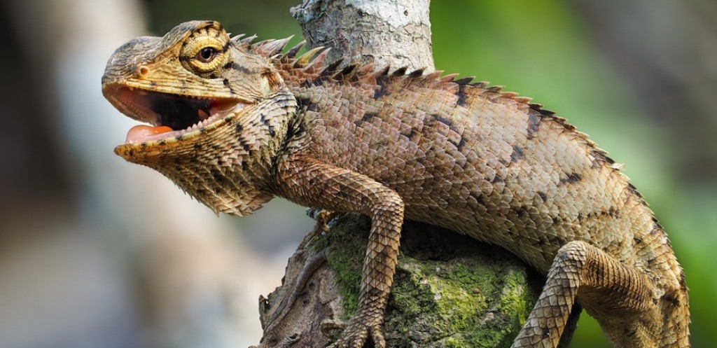 ¿Cuánto cuestan las Iguanas?