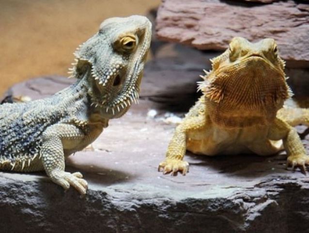 Terrario para Pogona o Dragón Barbudo