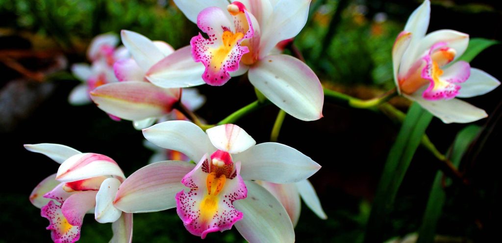 ¿Cómo cuidar Orquídeas en Casa?