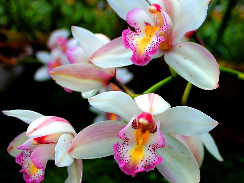 ¿Cómo cuidar Orquídeas en Casa? orquideas naturales